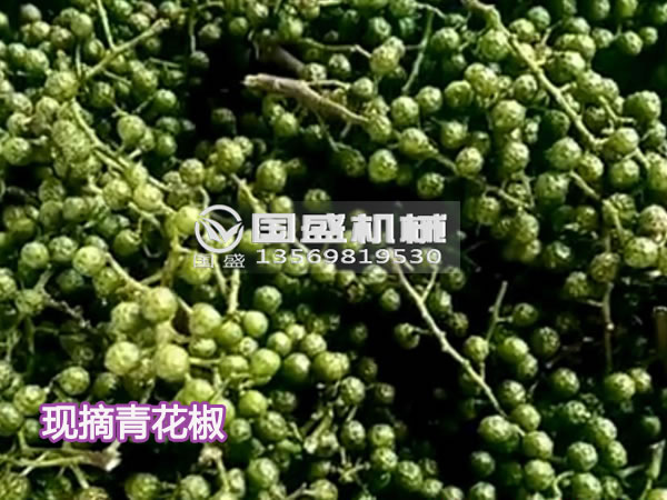 青花椒固液分離壓榨機(jī) 青花椒固液分離壓榨機(jī)